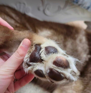 paws1.jpeg