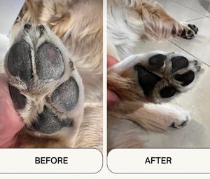 paws2.jpeg