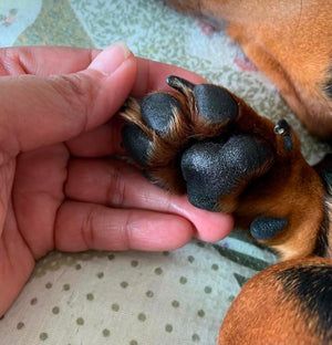 paws4.jpeg